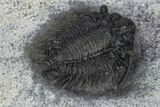 Scarce Acanthopyge Trilobite - Morocco #128945-5